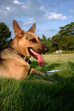 Kunming Dog Breed Information and Pictures